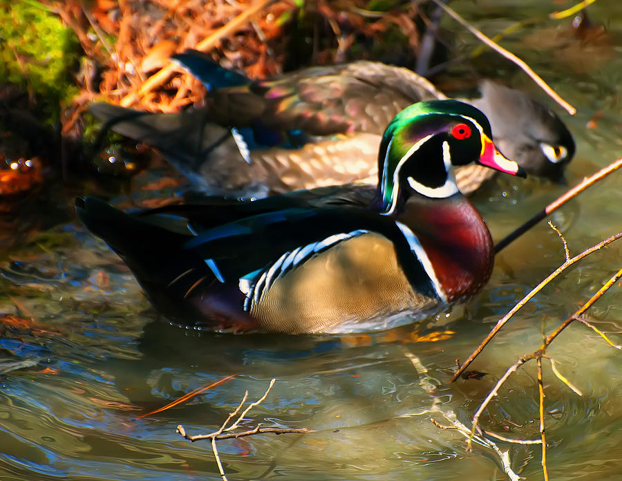 Colorful Wood Duck in Serene Pond Photograph - Wood Duck by Flees Photos