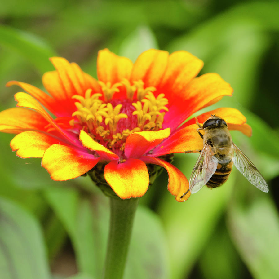 Working Bee Photograph by Crystal Wightman
