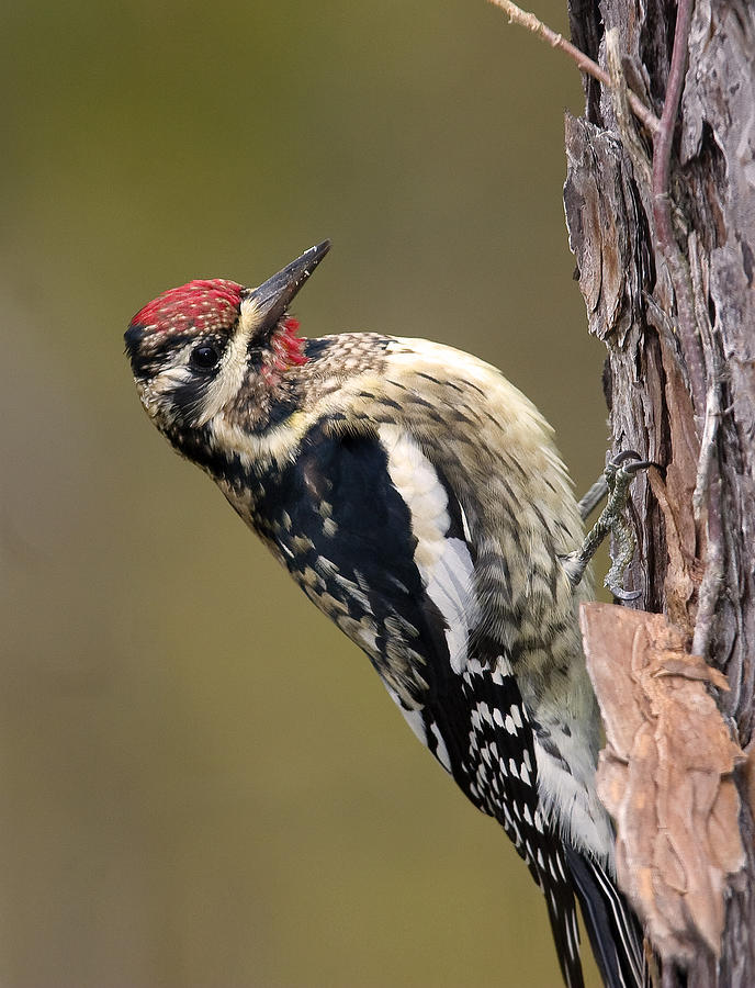 Yellow Bellied Sapsucker Photograph by Jim E Johnson