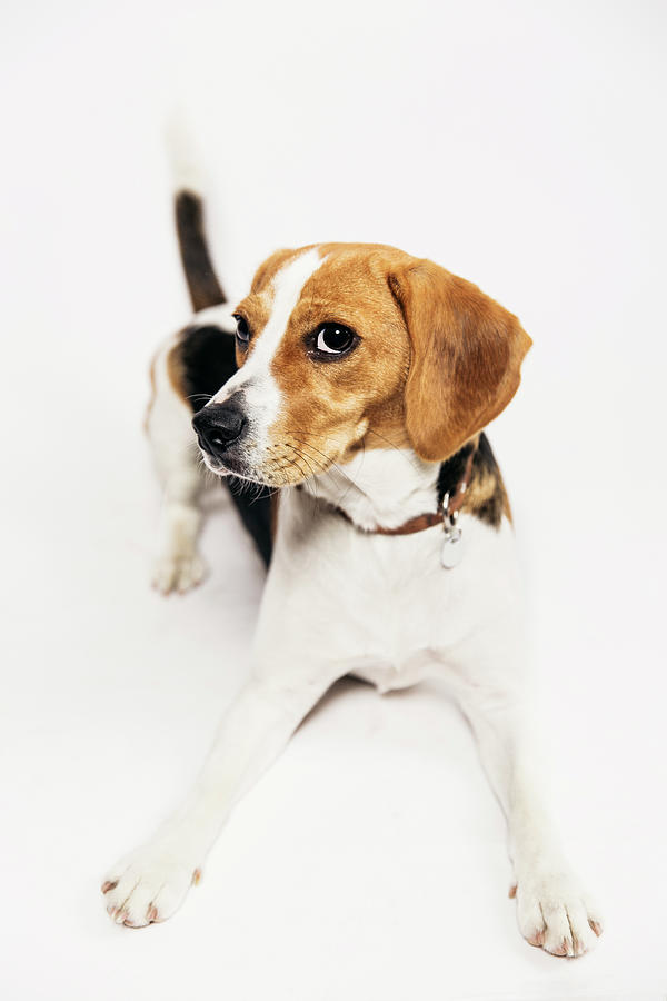 Young Beagle In The Studio by Kevin Vandenberghe