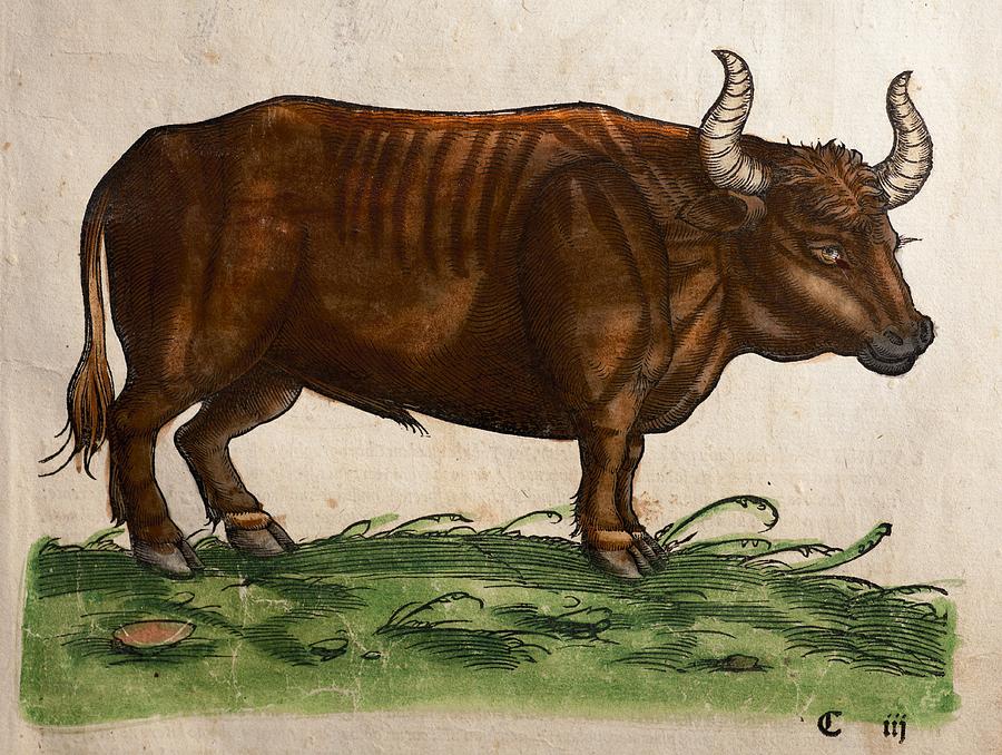 Science Gesner 1560 Gesner Extinct Auroch Urus Bos by Paul D Stewart / Science Photo ...
