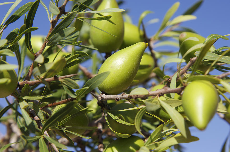 Argan Fruit (argania Spinosa) #1 by Johnny Greig / Science Photo Library