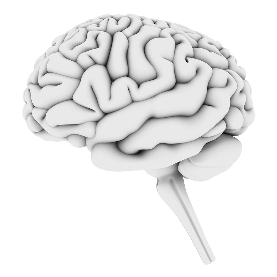 Brain, Artwork #1 by Alfred Pasieka / Science Photo Library