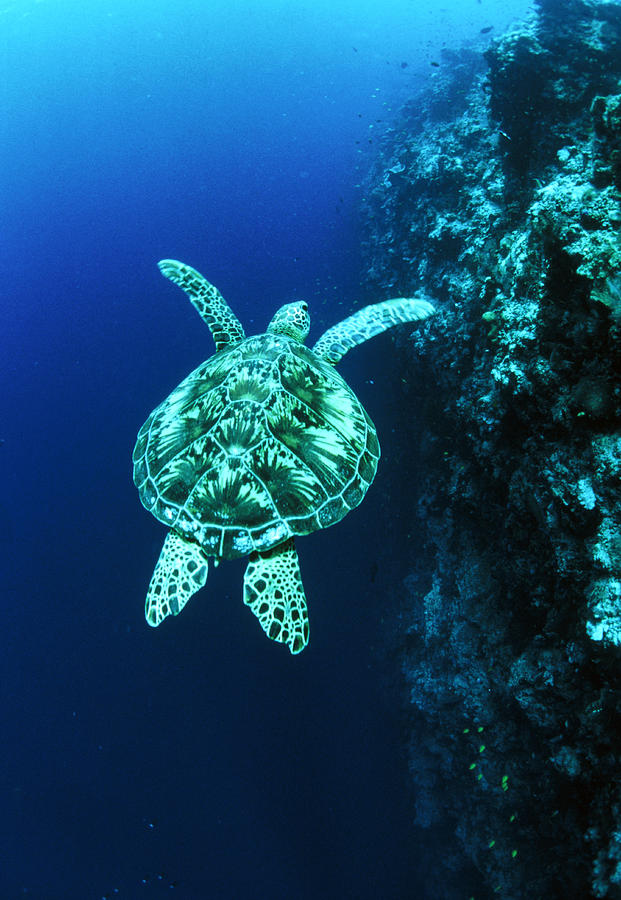 Green Turtle #1 by Matthew Oldfield / Science Photo Library