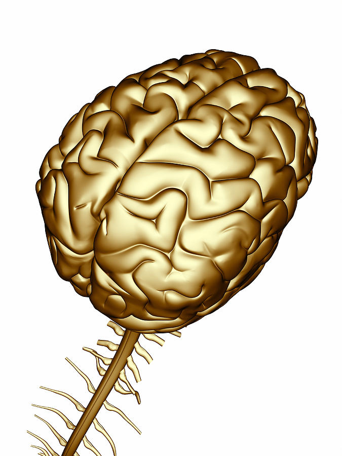 Human Brain #1 by Alfred Pasieka / Science Photo Library