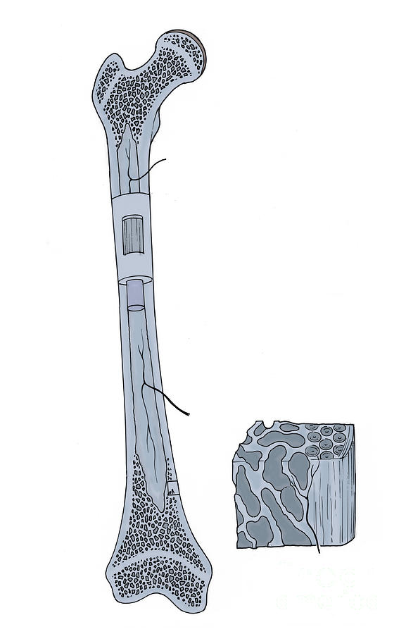 Bone Structure Science Picture Illustration Of Bone Structure #1 by Science Source