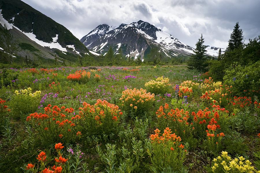 Mountain Meadow, Canada #1 by David Nunuk / Science Photo Library