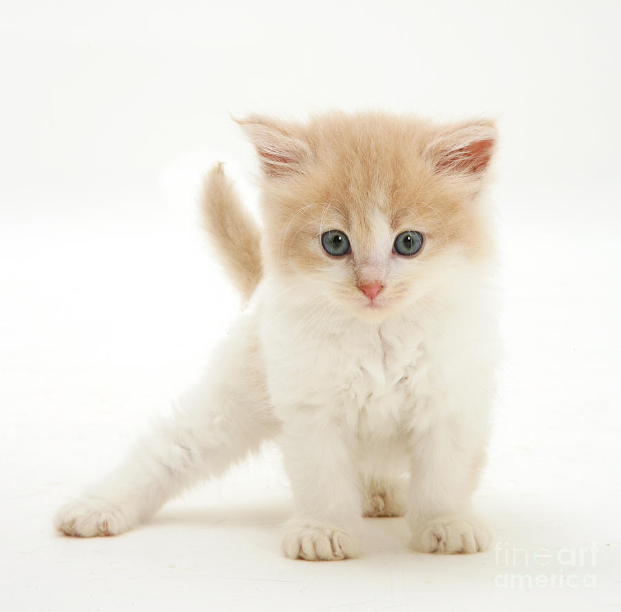 kittenページ Persian-cross Kitten #1 by Jane Burton