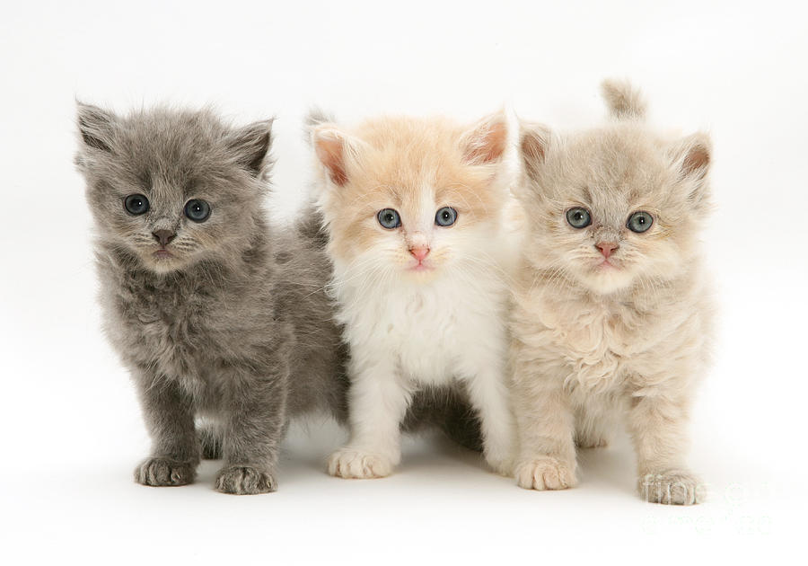 Persian-cross Kittens #1 by Jane Burton
