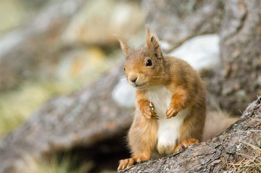 Squirrel Rouge Red Squirrel #1 by Duncan Shaw / Science Photo Library