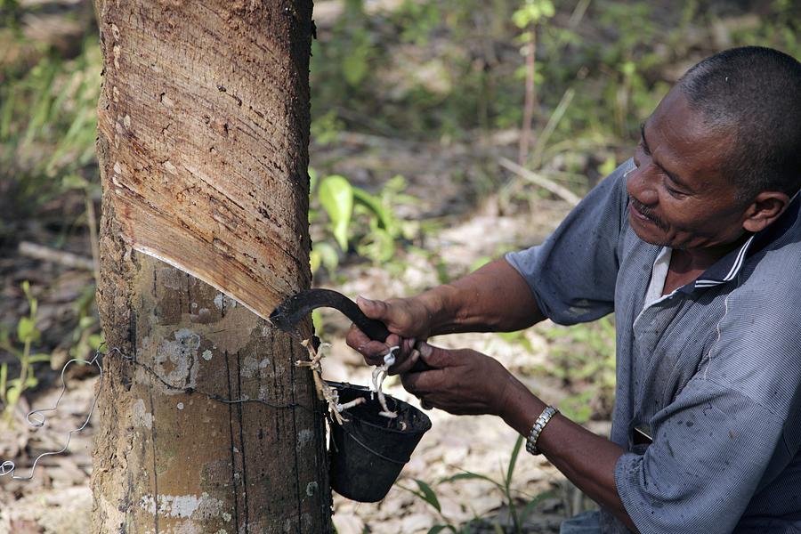Rubber Trees (hevea Brasiliensis) #1 by Bjorn Svensson / Science Photo  Library