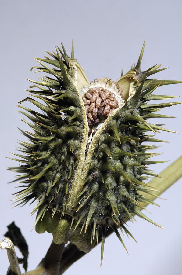 Thorn Apple (datura Stramonium) Seed Pod #1 by Georgette Douwma / Science  Photo Library