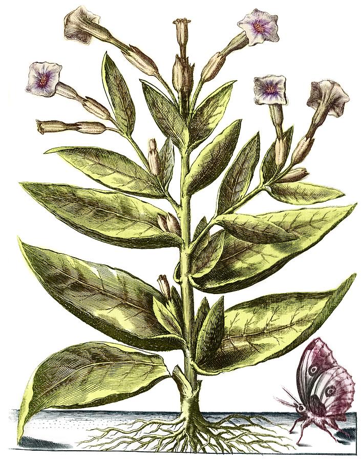 pictures of tobacco plants Tobacco Plant, 17th Century Artwork #1 by Middle Temple Library / Science  Photo Library