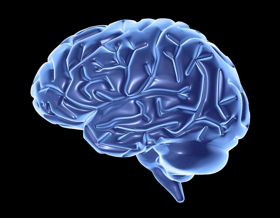 Human Brain, Artwork #13 by Alfred Pasieka / Science Photo Library