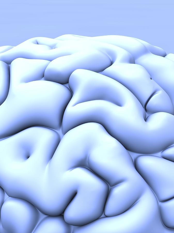 Human Brain, Artwork #17 by Alfred Pasieka / Science Photo Library