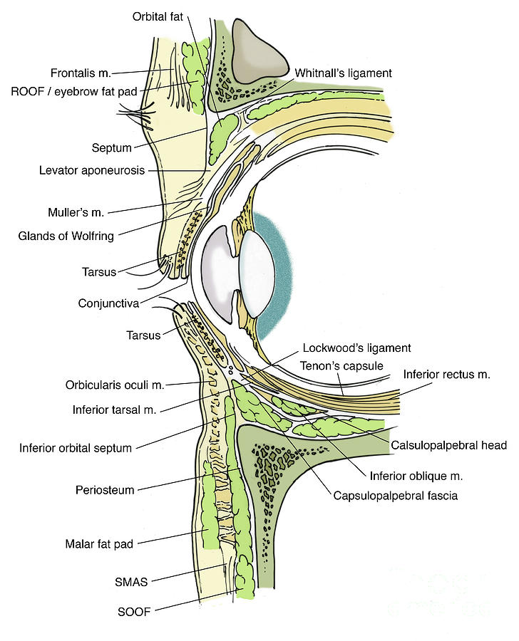 Illustration Of Eye Anatomy #19 by Science Source
