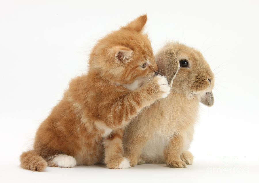 Ginger Kitten And Young Sandy Lop Rabbit #2 by Mark Taylor