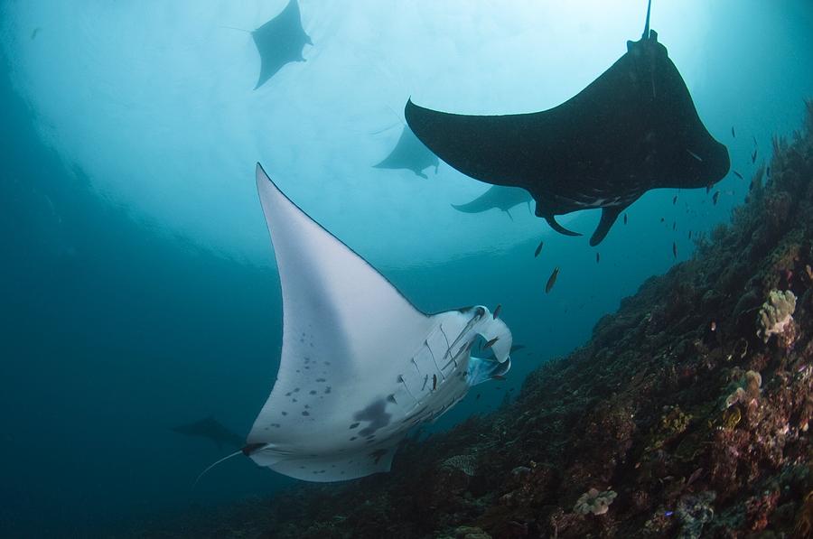 Manta Rays #2 by Matthew Oldfield / Science Photo Library