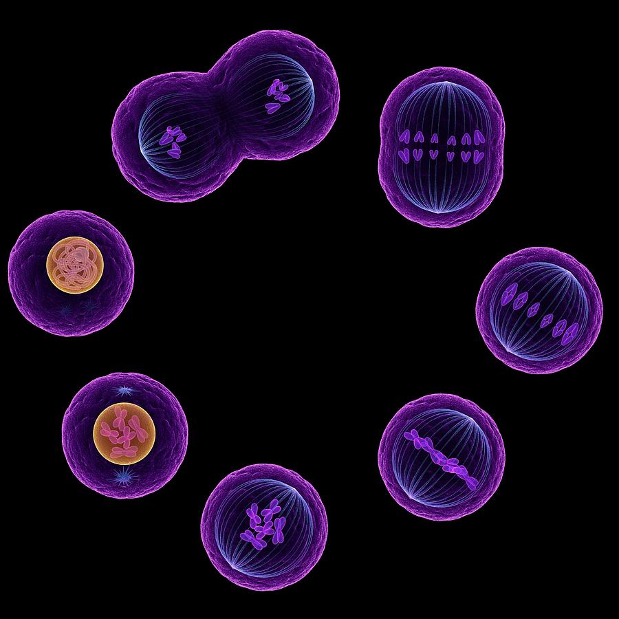 Mitosis: Cell Division Uncovered