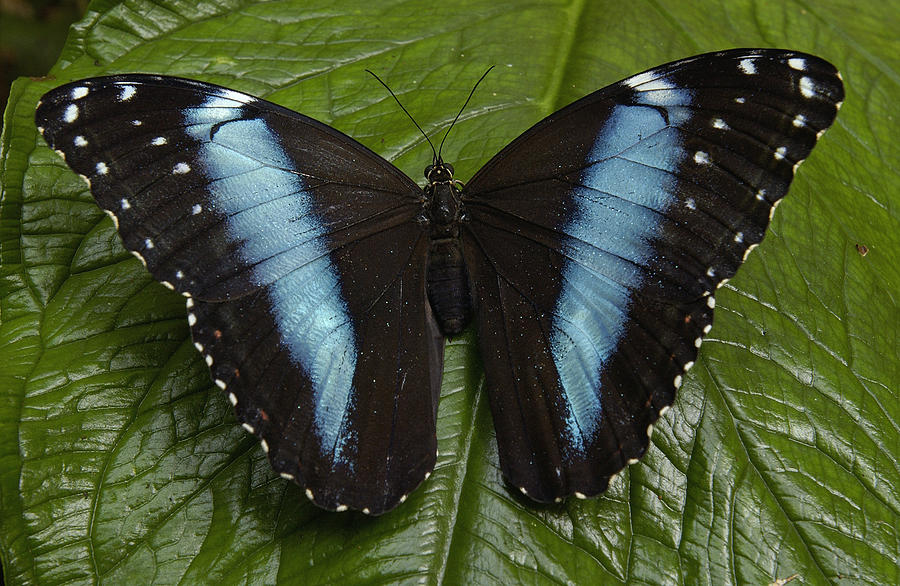Morpho Butterfly Morpho Achilles #2 by Pete Oxford