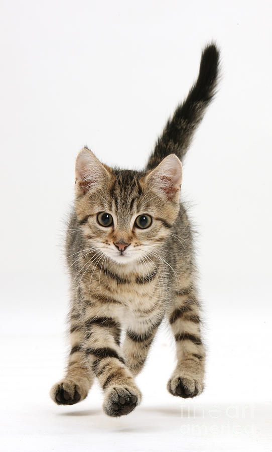 Tabby Kitten #23 by Mark Taylor