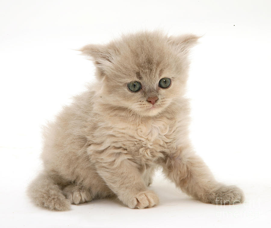 Persian-cross Kitten #3 by Jane Burton