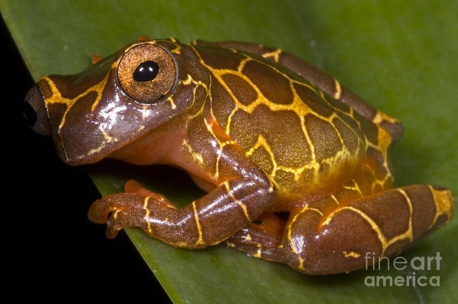 Clown Tree Frog #6 by Dante Fenolio