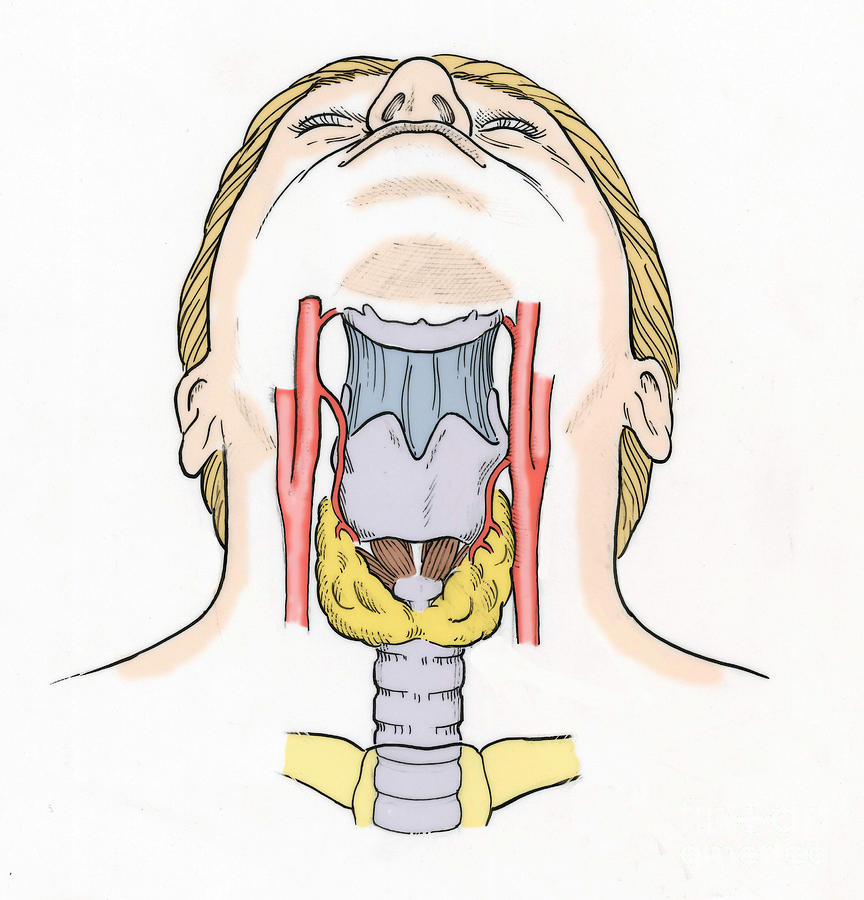 Illustration Of Throat Anatomy #6 by Science Source