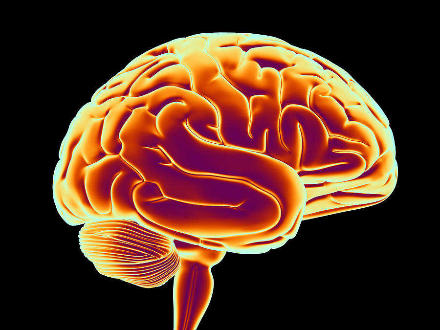 Human Brain #7 by Alfred Pasieka / Science Photo Library
