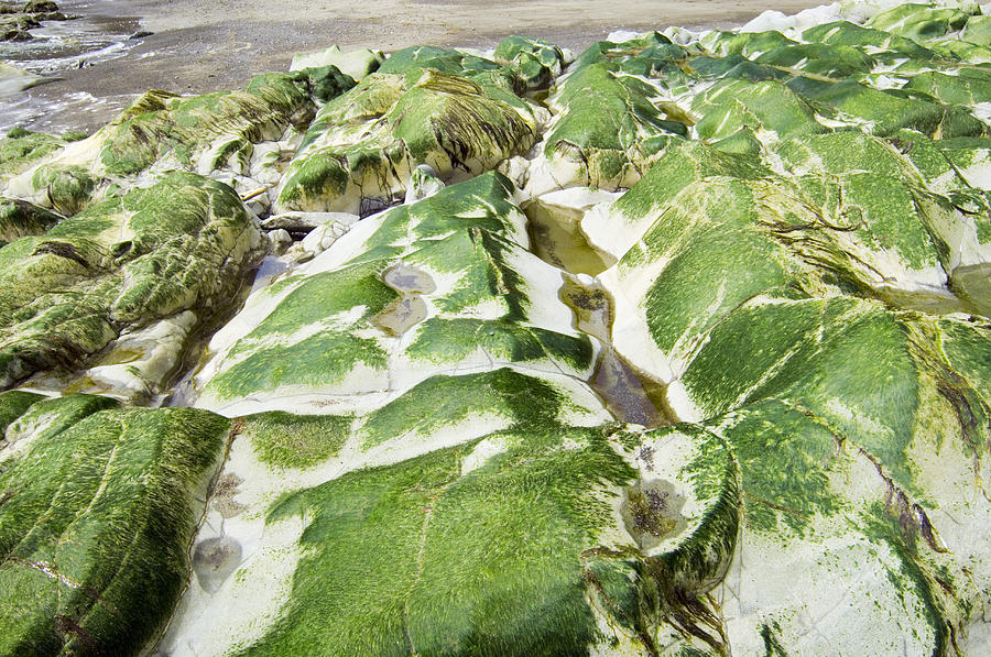 Alge Plus Rocks Algae Covered Rocks by Georgette Douwma / Science Photo Library