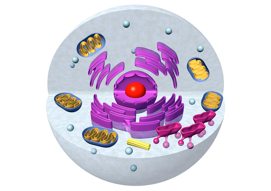Animal Cell Computer Rendering Animal Cell Structure, Computer Artwork by Robert Brocksmith / Science ...