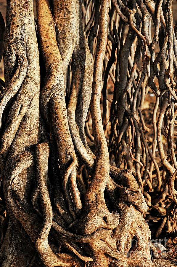 Entwined Tree Roots Photograph - Apparent roots of Banyan tree by Sami Sarkis Photography