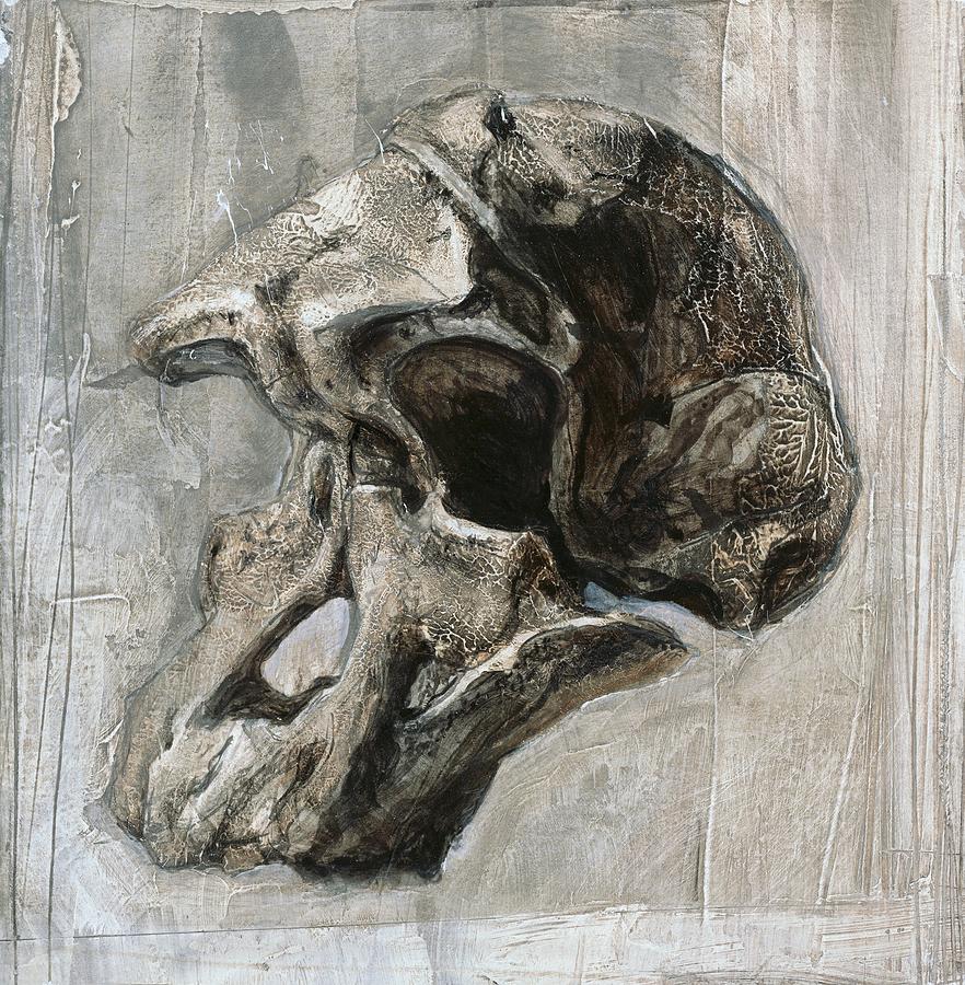 Australopithecus Africanus Skull by Kennis And Kennis / Msf / Science ...