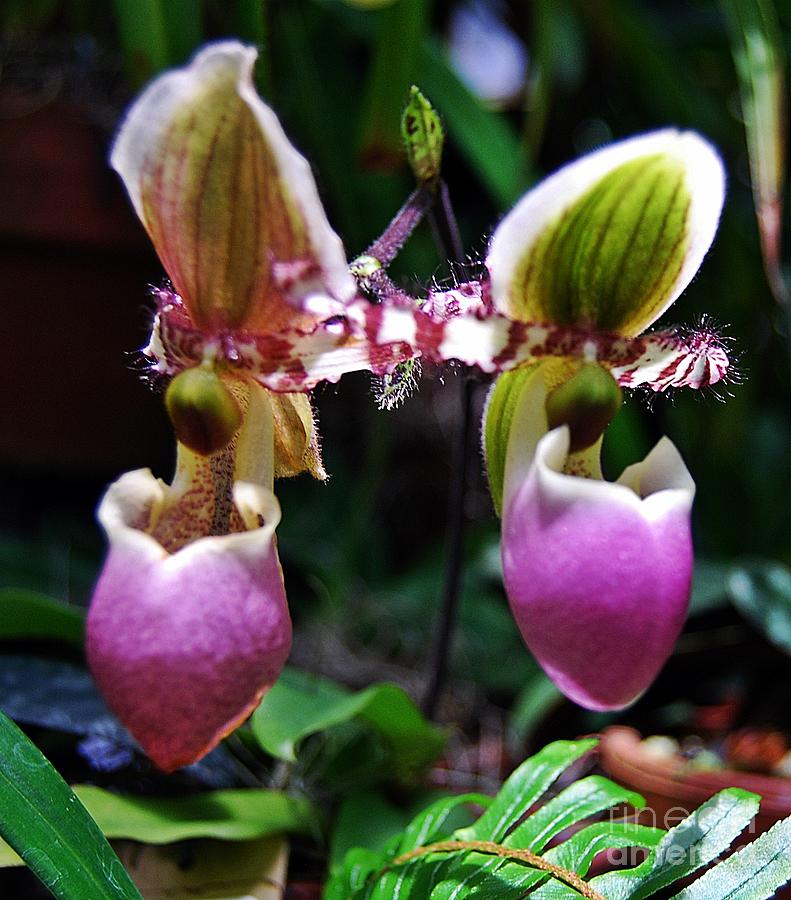 Bandits Photograph by Angela J Murray