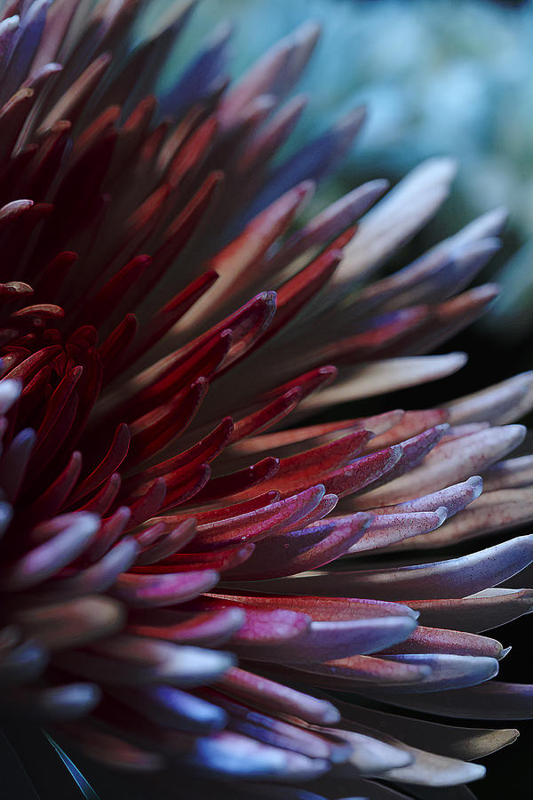 Bawdy Sanguine Photograph by Bill and Linda Tiepelman