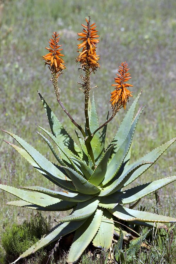 Bitter Aloe (aloe Ferox) by Bob Gibbons / Science Photo Library