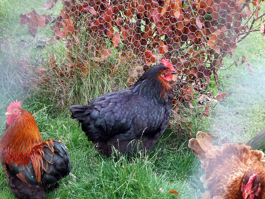 Black Hen Photograph by Richard Reeve