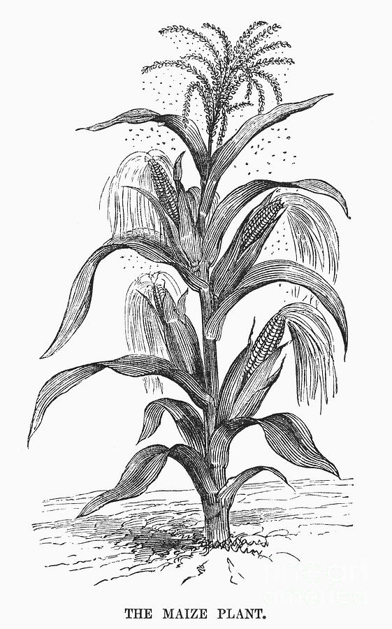 Botany: Corn by Granger