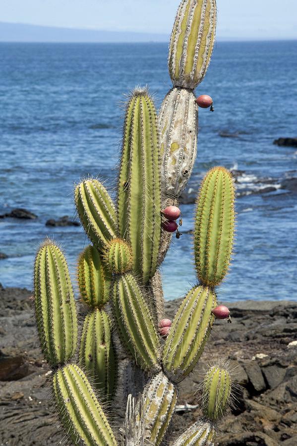 Candelabra Cactus (j. Thouarsii) by Bob Gibbons / Science Photo Library