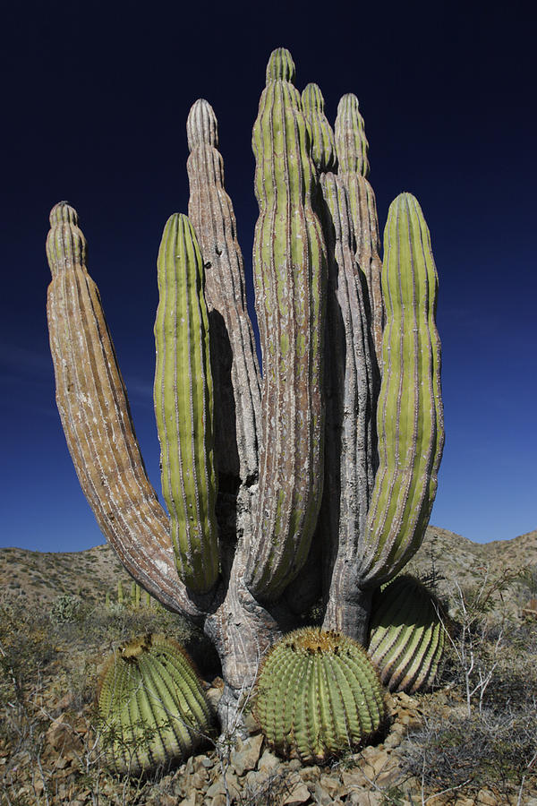 Cardon Pachycereus Pringlei Cactus by Hiroya Minakuchi