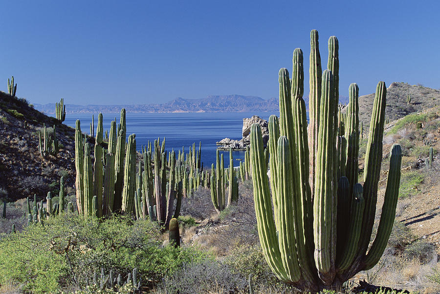 cactus echinopsis Cactus Echinopsis Pachanoi