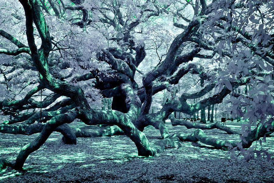 Charlestons Angel Oak Tree IR Photograph by Louis Dallara