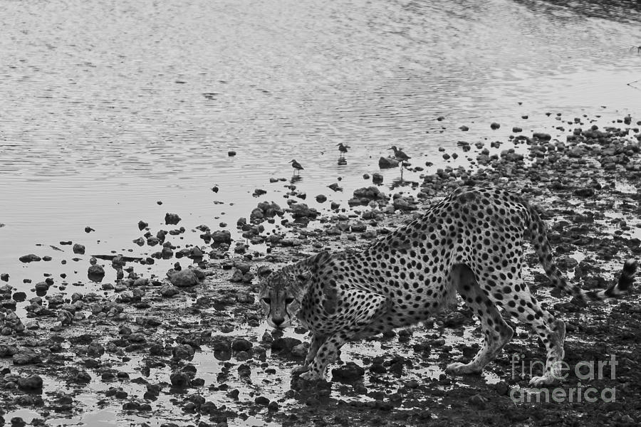 Cheetah Tip Toes for a Drink Photograph by Darcy Michaelchuk