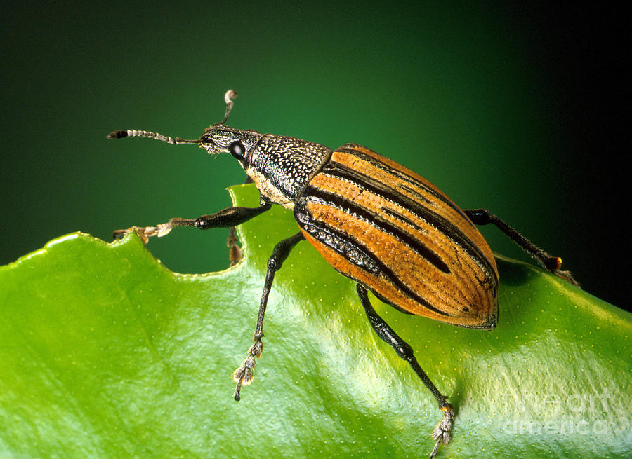 Weevil Source Citrus Root Weevil by Science Source