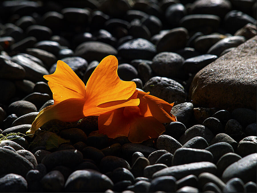Clockvine Blossom 05/10/12 Photograph by Joe Schofield