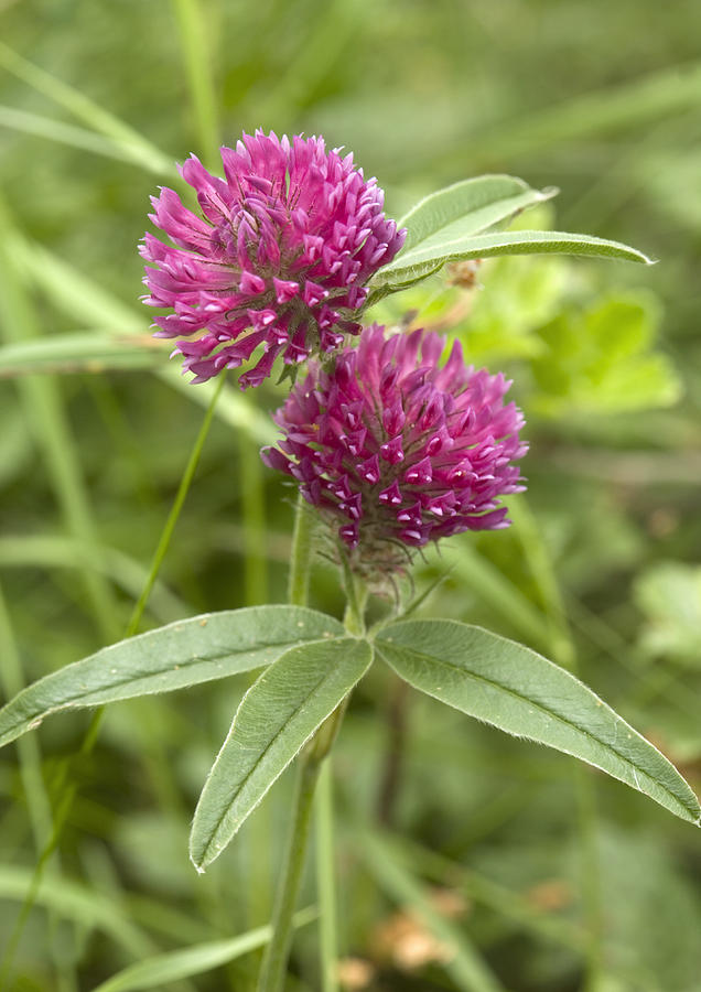 Clover (trifolium Alpestre) by Bob Gibbons / Science Photo Library