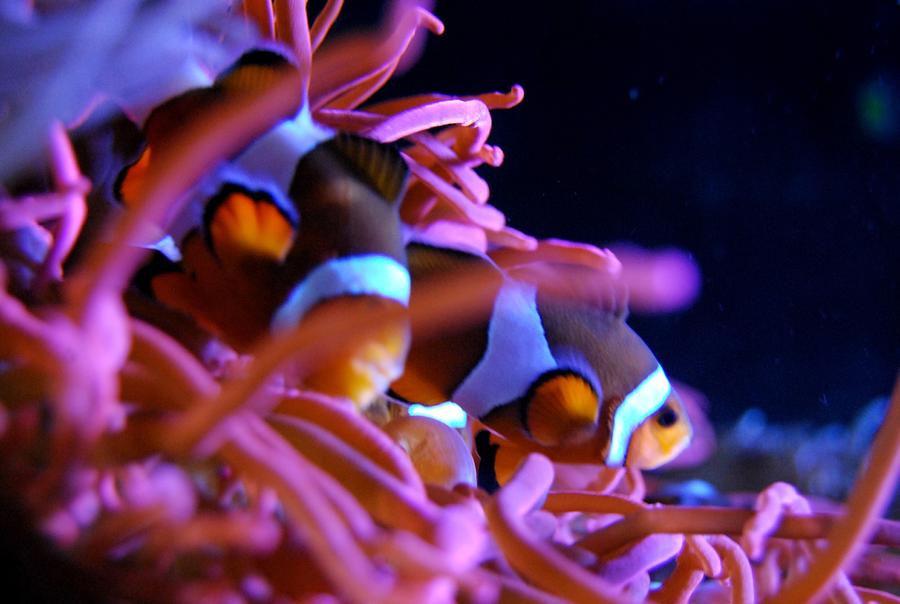 Clown Fish Photograph by Angela J Murray