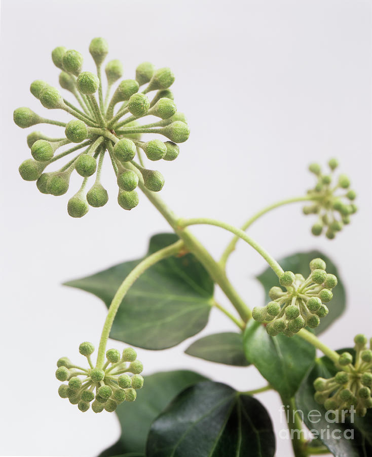 Common Ivy (hedera Helix) Flower Buds by Sheila Terry / Science Photo  Library