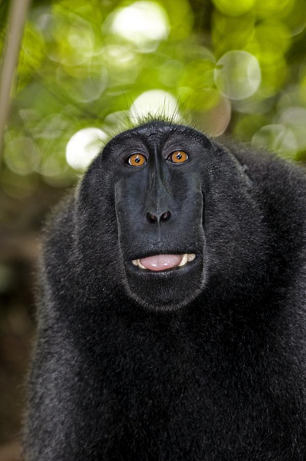 Crested Black Macaque Lipsmacking by Tony Camacho / Science Photo