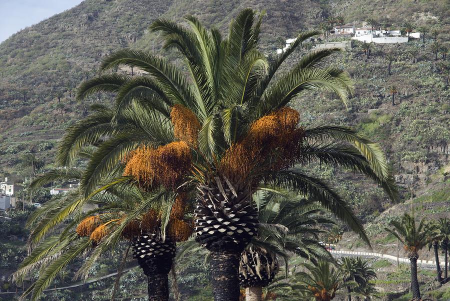 Date Palms (phoenix Dactylifera) by Steve Horrell / Science Photo Library